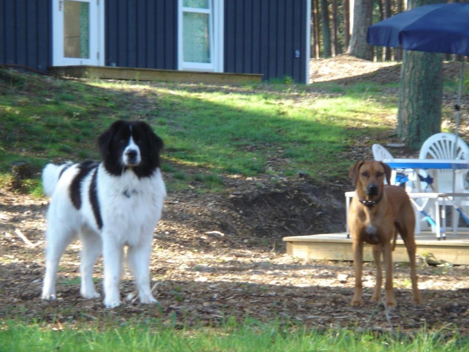 Haus Landseer - Baabe Exterior foto